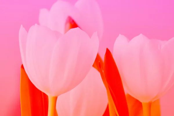 danielle-suijkerbuijk-ntnkDuf-tH8-unsplash